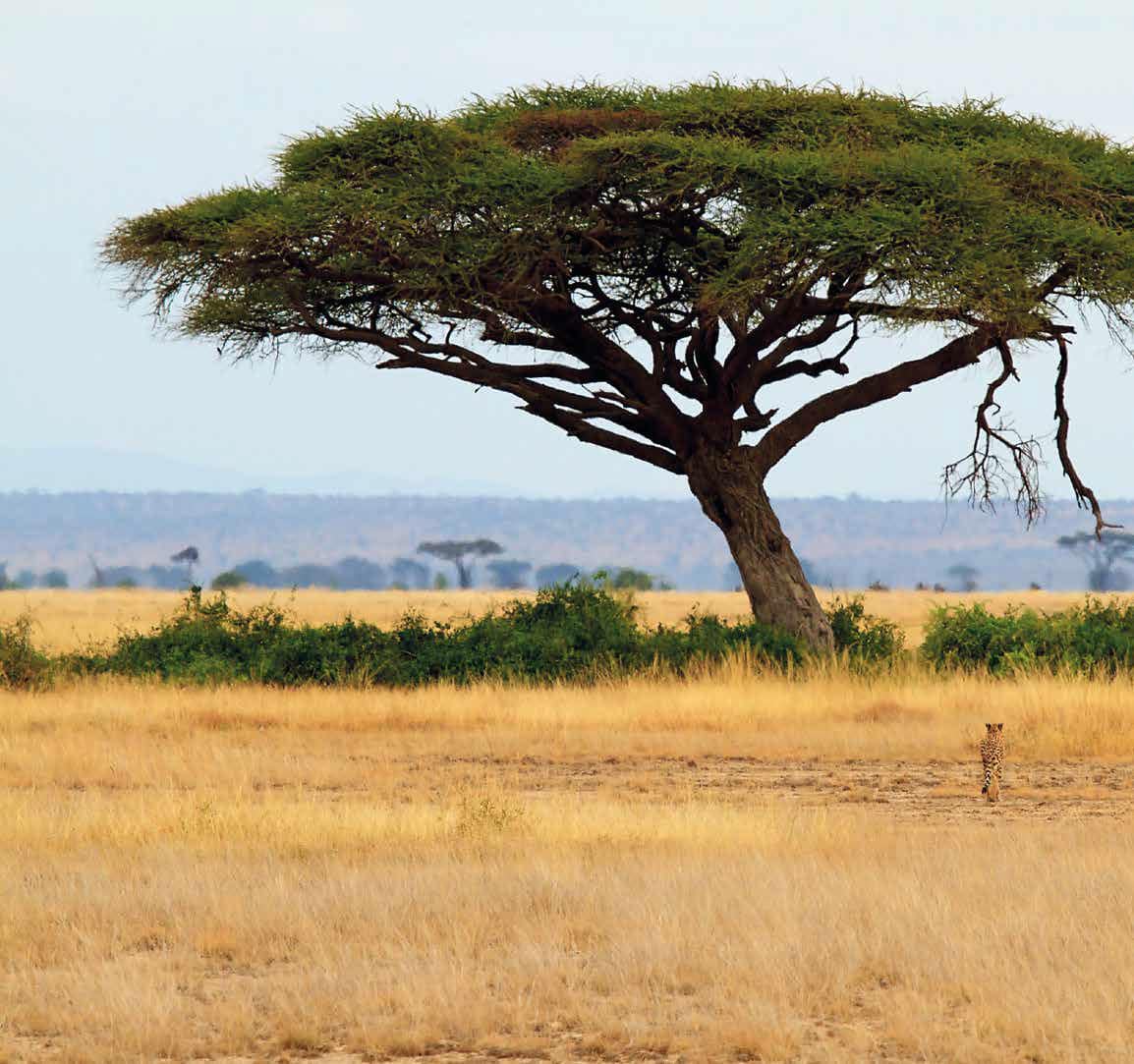 Essenze naturali - Acacia