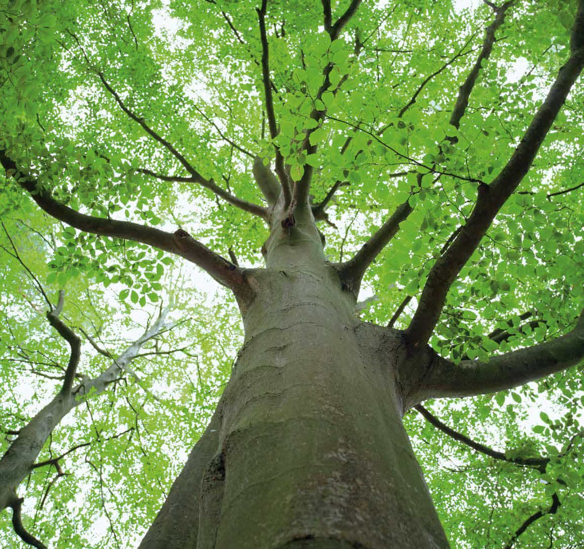 Essenze naturali - iroko