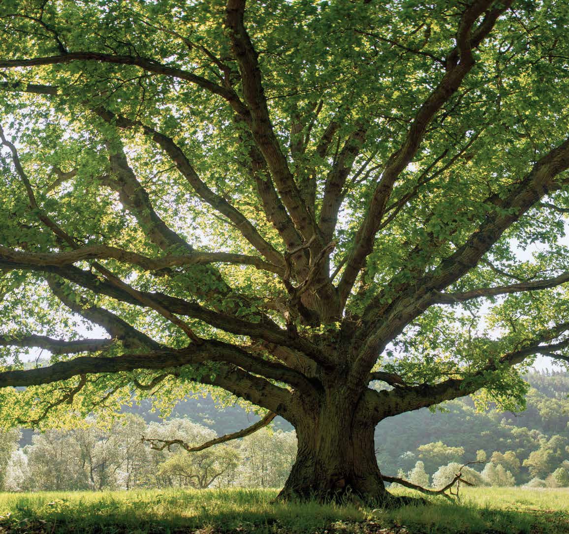 Essenze naturali - Rovere