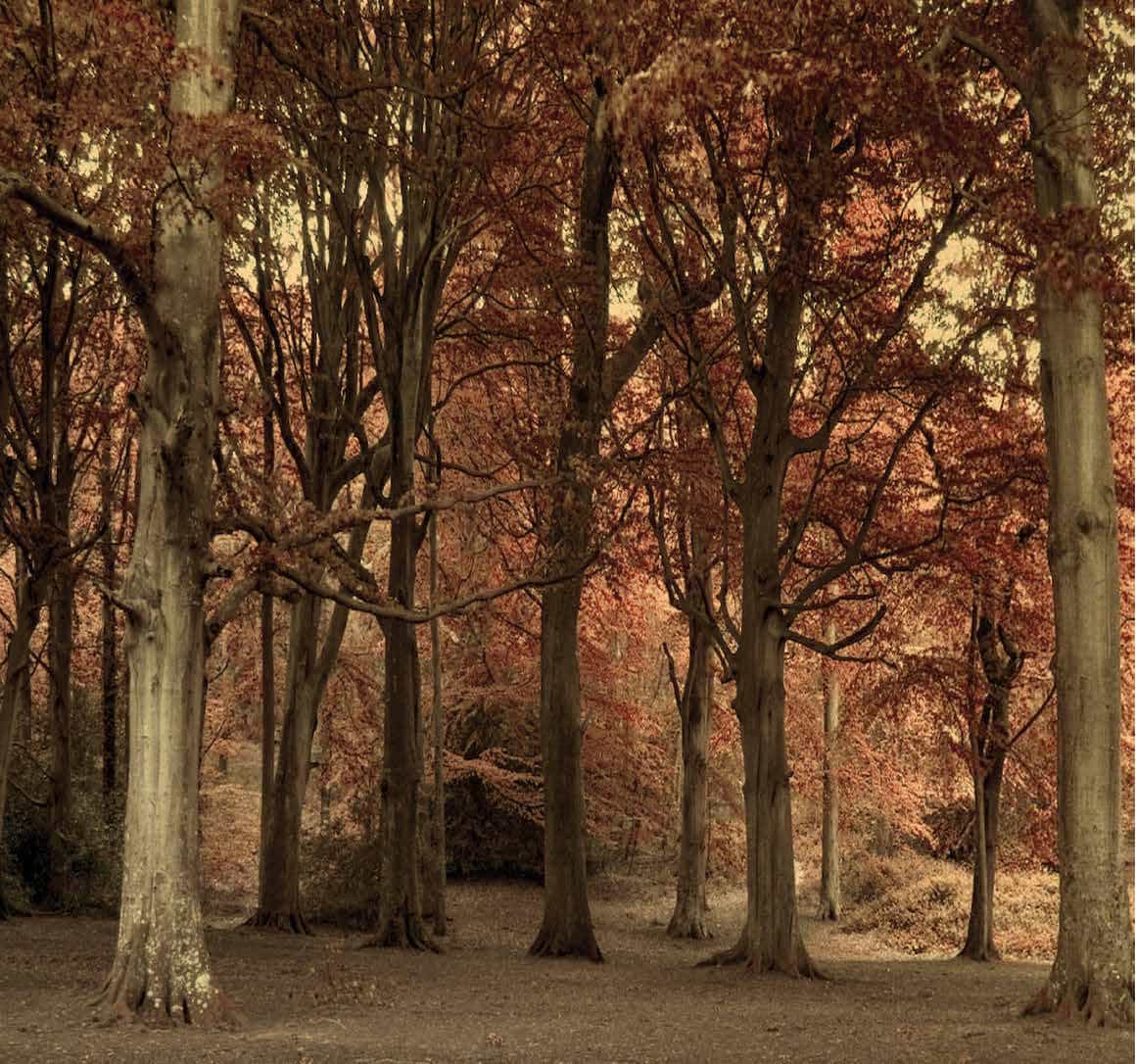 essenze naturali - teak